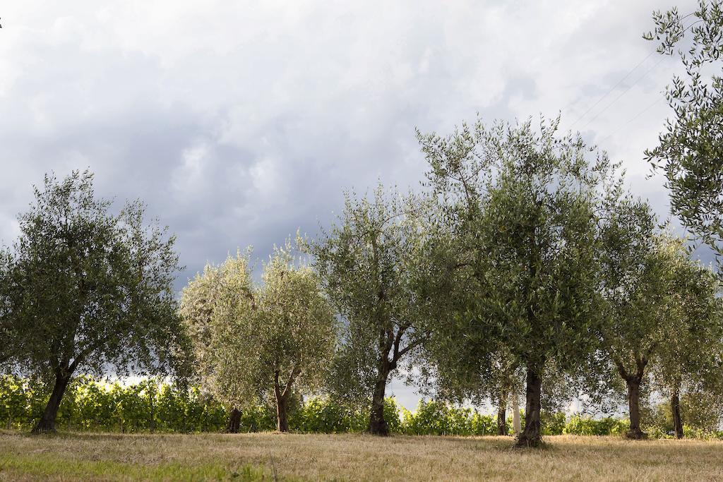 Tenuta San Filippo Montalcino Exterior photo